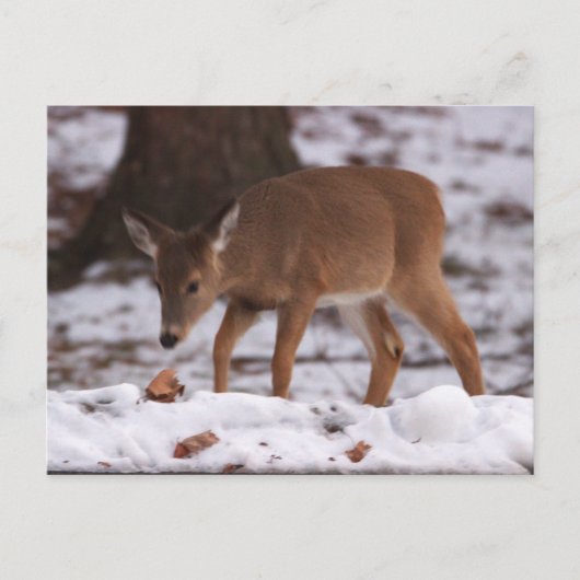 Herten in het sneeuw Briefkaart (Voorkant)