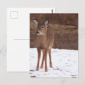 Herten in het sneeuw Briefkaart (Voorkant / Achterkant)