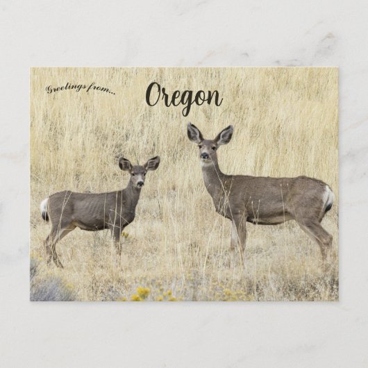 Herten in Klamath Falls Oregon VS Briefkaart (Voorkant)