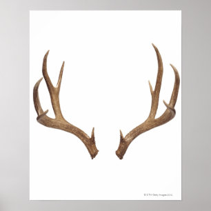 Herten in tien punten poster