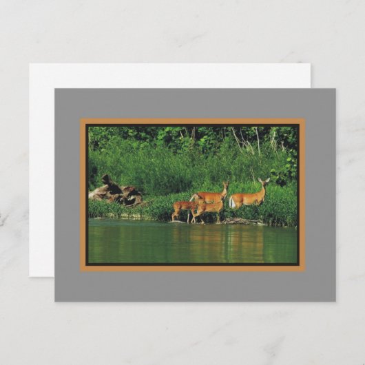Herten langs de rivierBank Briefkaart (Voorkant / Achterkant)