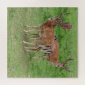 herten, mestherten in de open lucht legpuzzel (Horizontaal)