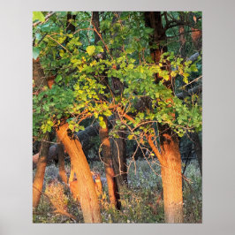 Herten verstopt in bomen Poster