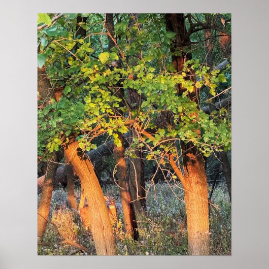 Herten verstopt in bomen Poster (Voorkant)