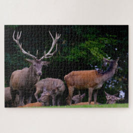 Herten Wilde Bok Natuur Koppel Gewei Herten Legpuzzel