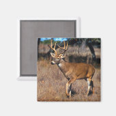 Herten Wildlife Magnet (Voorkant / Achterkant)