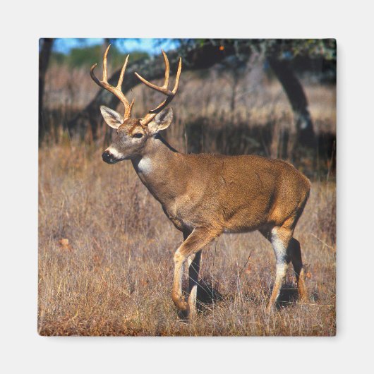 Herten Wildlife Magnet (Voorkant)