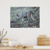 Herten zoeken poster (Keuken)