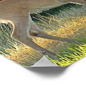 Hertenfoto poster (Hoek)
