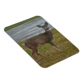 Hertenfotomagneet Magneet (Rechterzijde)