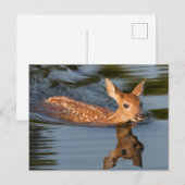 Hertenkalf | Minnesota Briefkaart (Voorkant / Achterkant)