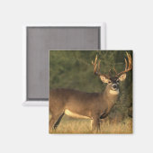 hertenmagneet magneet (Voorkant / Achterkant)