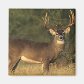 hertenmagneet magneet (Voorkant)