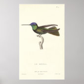 Hertog van Rivoli's Hummingbird van Antiek druk Poster (Voorkant)