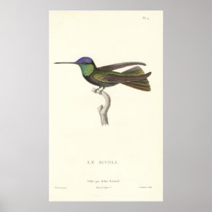 Hertog van Rivoli's Hummingbird van Antiek druk Poster