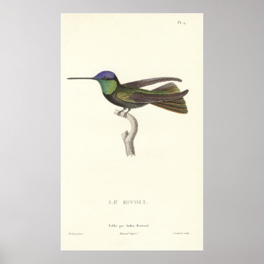 Hertog van Rivoli's Hummingbird van Antiek druk Poster (Voorkant)
