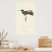 Hertog van Rivoli's Hummingbird van Antiek druk Poster (Keuken)