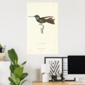 Hertog van Rivoli's Hummingbird van Antiek druk Poster (Thuiskantoor)