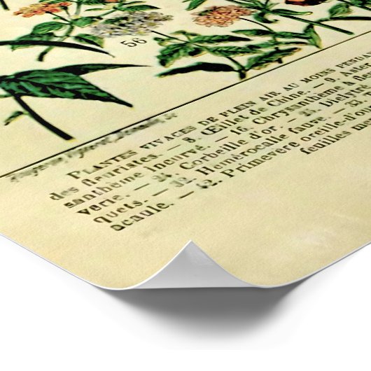 Herwerkte Adolphe Millot Natuur Posters: Poster (Hoek)