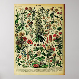 Herwerkte Adolphe Millot Natuur Posters: Poster