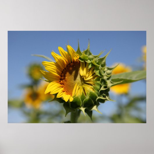 Hesitant Poster (Voorkant)