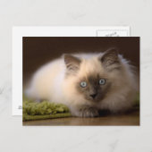 Het achtervolgen van het muisbriefkaart briefkaart (Voorkant / Achterkant)