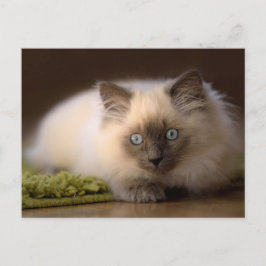 Het achtervolgen van het muisbriefkaart briefkaart