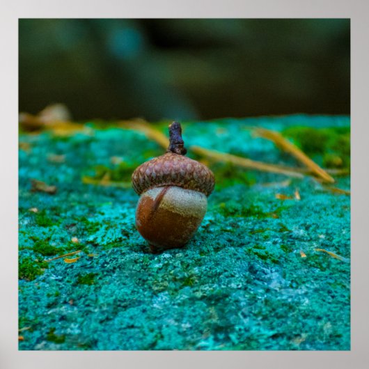 HET ACORN-POSTER POSTER (Voorkant)