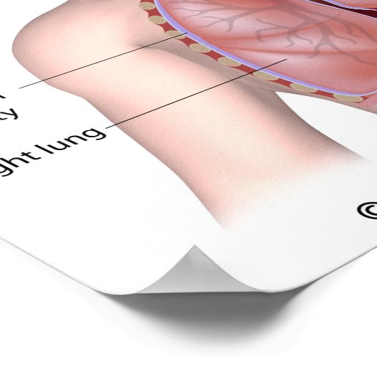 Het ademhalingsstelsel met het opschrift poster (Hoek)