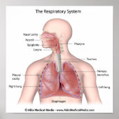 Het ademhalingsstelsel met het opschrift poster (Voorkant)
