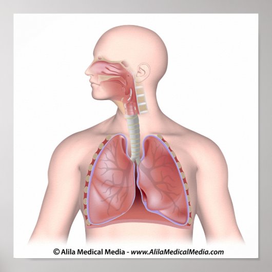 Het ademhalingsstelsel zonder label poster (Voorkant)