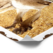 Het Afbeelding Kangaroo Collage, Poster (Hoek)