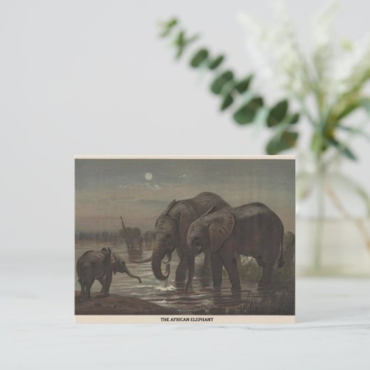Het African Elephant Zoological Sketch Briefkaart (Staand voorkant)
