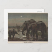 Het African Elephant Zoological Sketch Briefkaart (Voorkant / Achterkant)