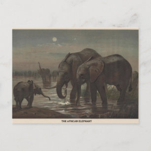Het African Elephant Zoological Sketch Briefkaart