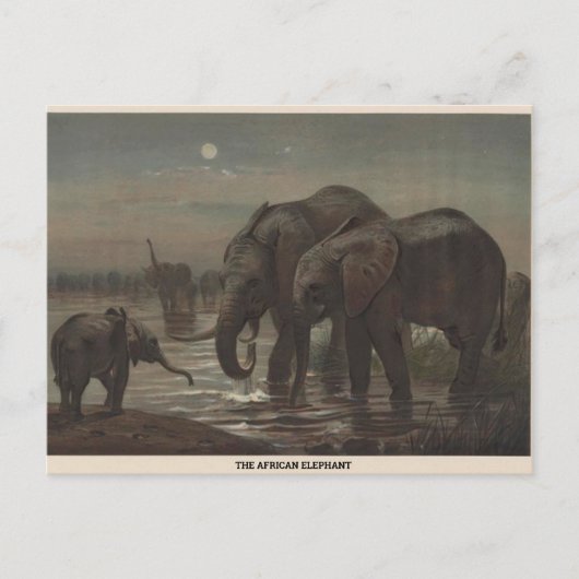 Het African Elephant Zoological Sketch Briefkaart (Voorkant)