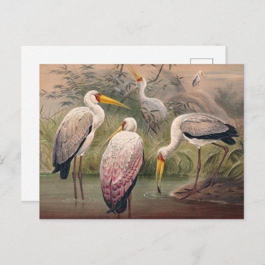 Het Afrikaanse hout Ibis van Joseph Wolf Briefkaart (Voorkant / Achterkant)