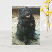 Het Algemene Wenskaart van de Hond van Schipperke Kaart (Gele Bloem)