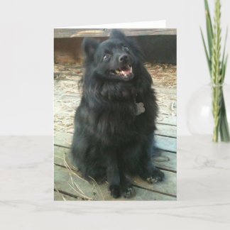 Het Algemene Wenskaart van de Hond van Schipperke Kaart