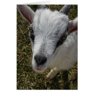 Het Alpine Billy Kind viert