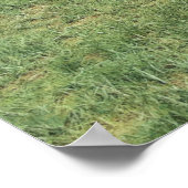 Het Amerikaanse poster van de leeuw (Panthera atro (Hoek)