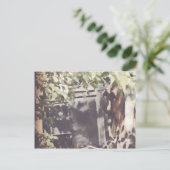 Het Amish Horse Briefkaart (Staand voorkant)