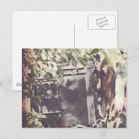 Het Amish Horse Briefkaart (Voorkant / Achterkant)