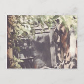 Het Amish Horse Briefkaart (Voorkant)