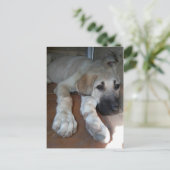 Het Anatolische Puppy van de Herder Briefkaart (Staand voorkant)