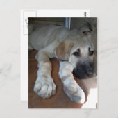 Het Anatolische Puppy van de Herder Briefkaart (Voorkant / Achterkant)