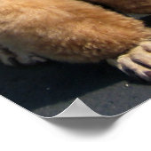 Het antwoord op mijn freind is Poodles in de wind. Poster (Hoek)