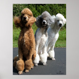 Het antwoord op mijn freind is Poodles in de wind. Poster