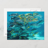Het Aquarium van de Vissen van Atlantis Briefkaart (Voorkant / Achterkant)