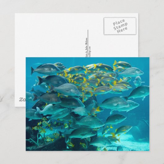 Het Aquarium van de Vissen van Atlantis Briefkaart (Voorkant / Achterkant)